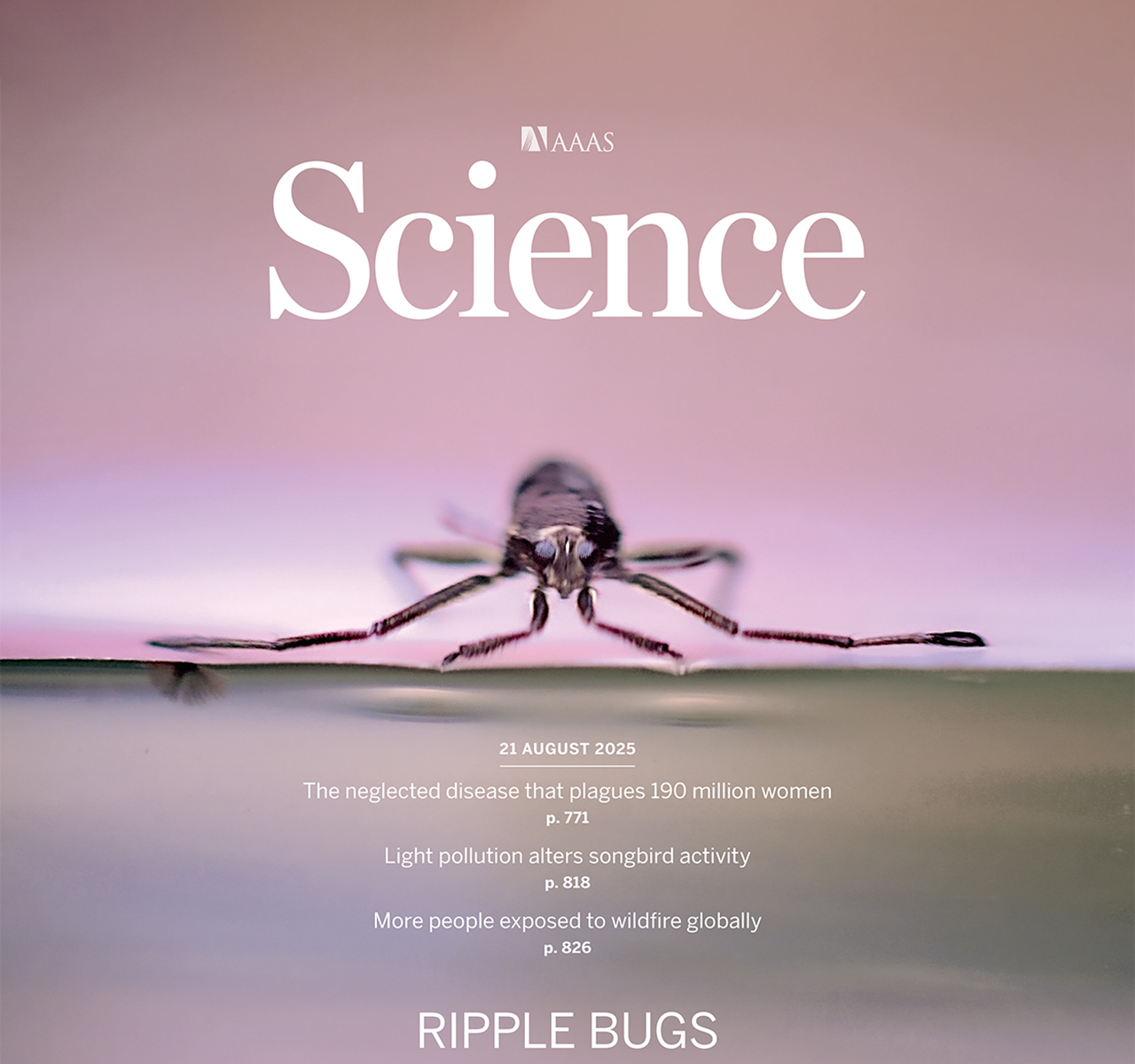 기계 고제성 교수팀, 소금쟁이과 곤충 움직임 메커니즘 밝혀 '초소형 로봇' 제작