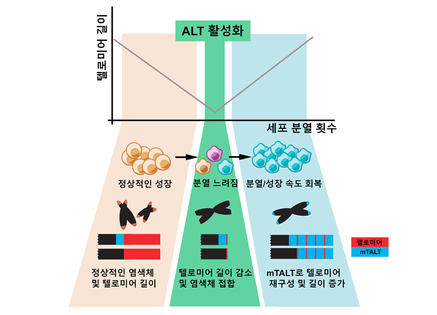 박대찬 교수 연구팀, 세포 노화 타이머를 제어할 수 있는 새로운 방법 발견